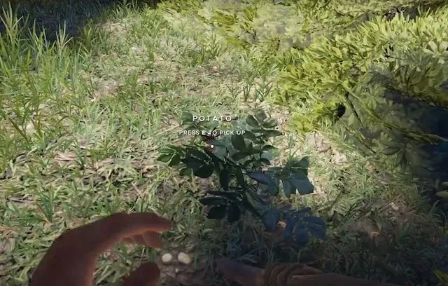 Where to Find Potatoes in Stranded Deep